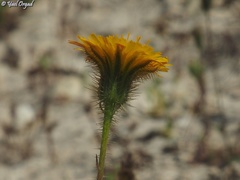 Hypochaeris achyrophorus