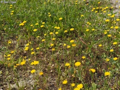 Hypochaeris achyrophorus