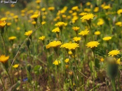 Hypochaeris achyrophorus