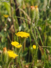 Hypochaeris achyrophorus