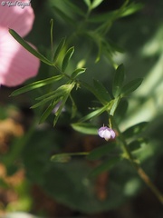 Vicia lenticula