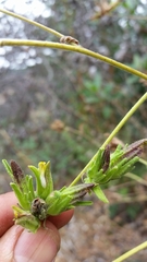 Cordylanthus rigidus rigidus