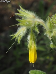 Onosma frutescens