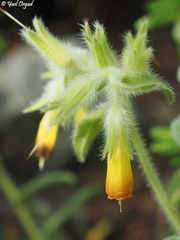 Onosma frutescens