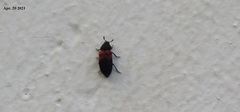 Dermestes vorax