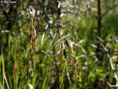 Polygala monspeliaca