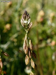 Polygala monspeliaca