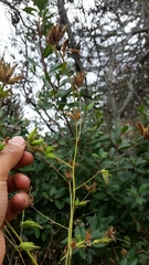 Cordylanthus rigidus rigidus