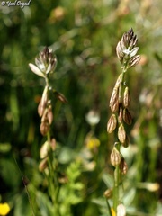 Polygala monspeliaca