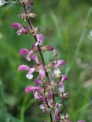 Salvia hierosolymitana