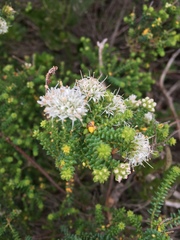 Agathosma apiculata