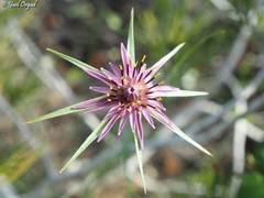 Tragopogon coelesyriacus