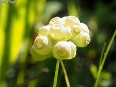 Valerianella vesicaria