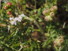 Valerianella vesicaria