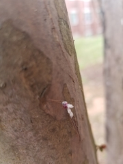 Eriococcus lagerstroemiae