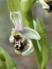Ophrys bornmuelleri