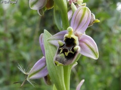 Ophrys bornmuelleri