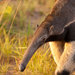 Giant Anteaters - Photo (c) Allan Hopkins, some rights reserved (CC BY-NC-ND)