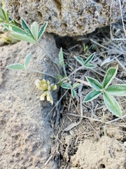 Trifolium gymnocarpon