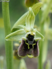 Ophrys bornmuelleri