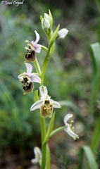 Ophrys bornmuelleri