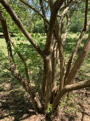 Vitex trifolia