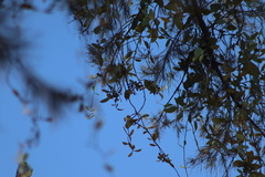 Struthanthus interruptus