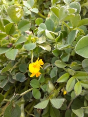 Medicago minima