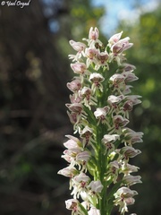 Orchis galilaea