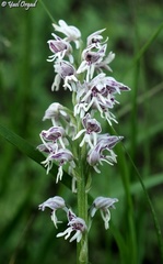 Orchis galilaea