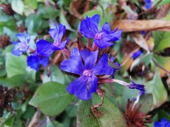 Ceratostigma