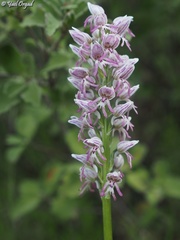 Orchis galilaea