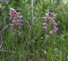Orchis galilaea