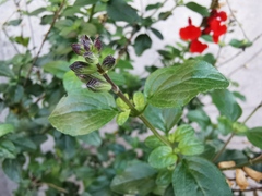 Salvia