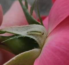 Cladius pectinicornis