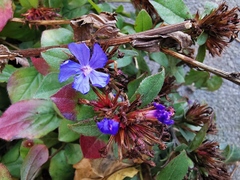 Ceratostigma