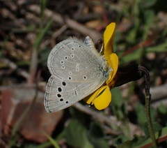 Glaucopsyche lygdamus australis