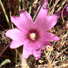 Alcea acaulis