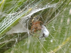 Araneus workmani