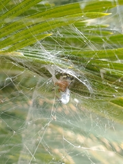 Araneus workmani