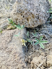 Trifolium gymnocarpon