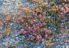 Thymus dubjanskyi
