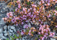 Thymus dubjanskyi