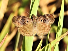 Chiomara basigutta