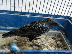 Sturnus vulgaris