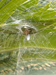 Araneus workmani