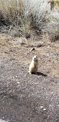 Cynomys parvidens