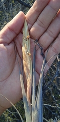 Tillandsia achyrostachys