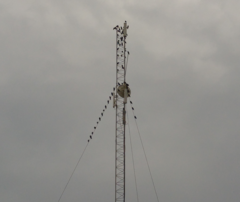 Sturnus vulgaris