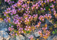Thymus dubjanskyi
